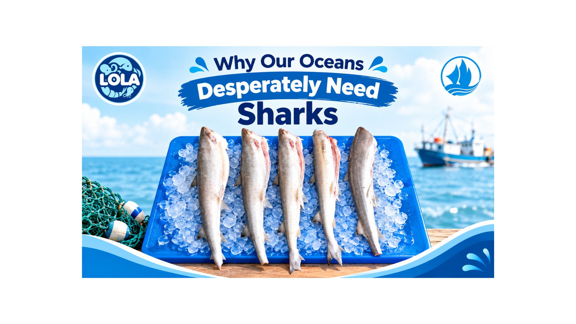 Why Our Oceans Desperately Need Sharks